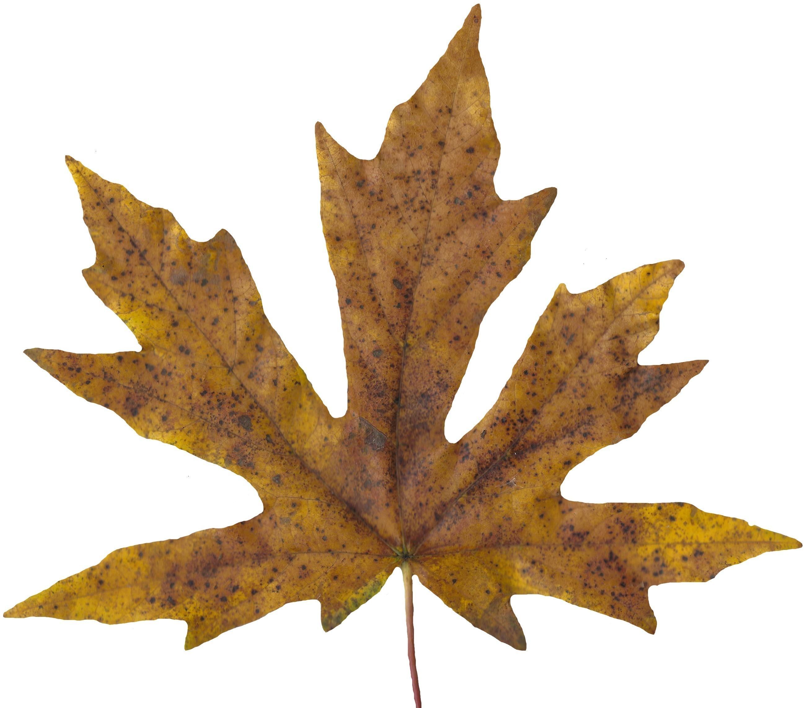Bigleaf Maple Leaf Texture Pack - 19 Textures Texture_5