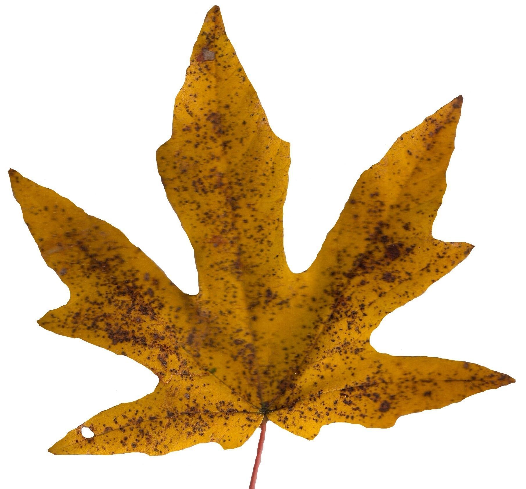Bigleaf Maple Leaf Texture Pack - 19 Textures Texture_10