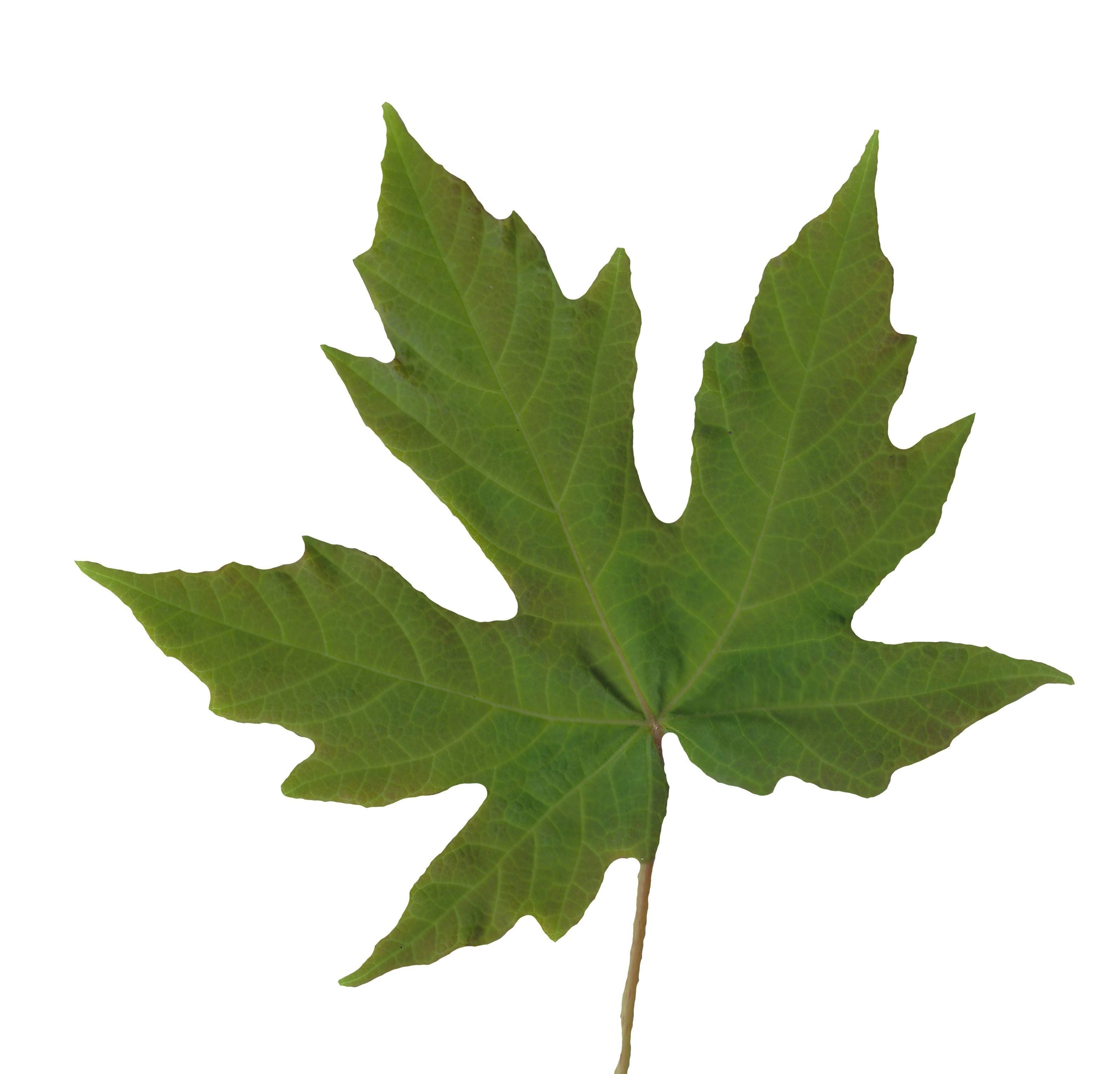 Bigleaf Maple Leaf Texture Pack - 19 Textures Texture_2