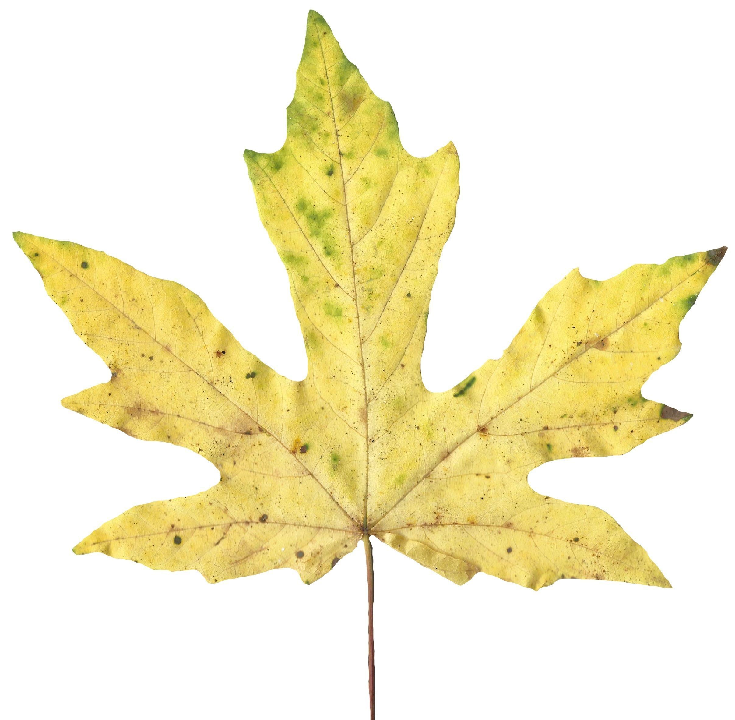 Bigleaf Maple Leaf Texture Pack - 19 Textures Texture_11