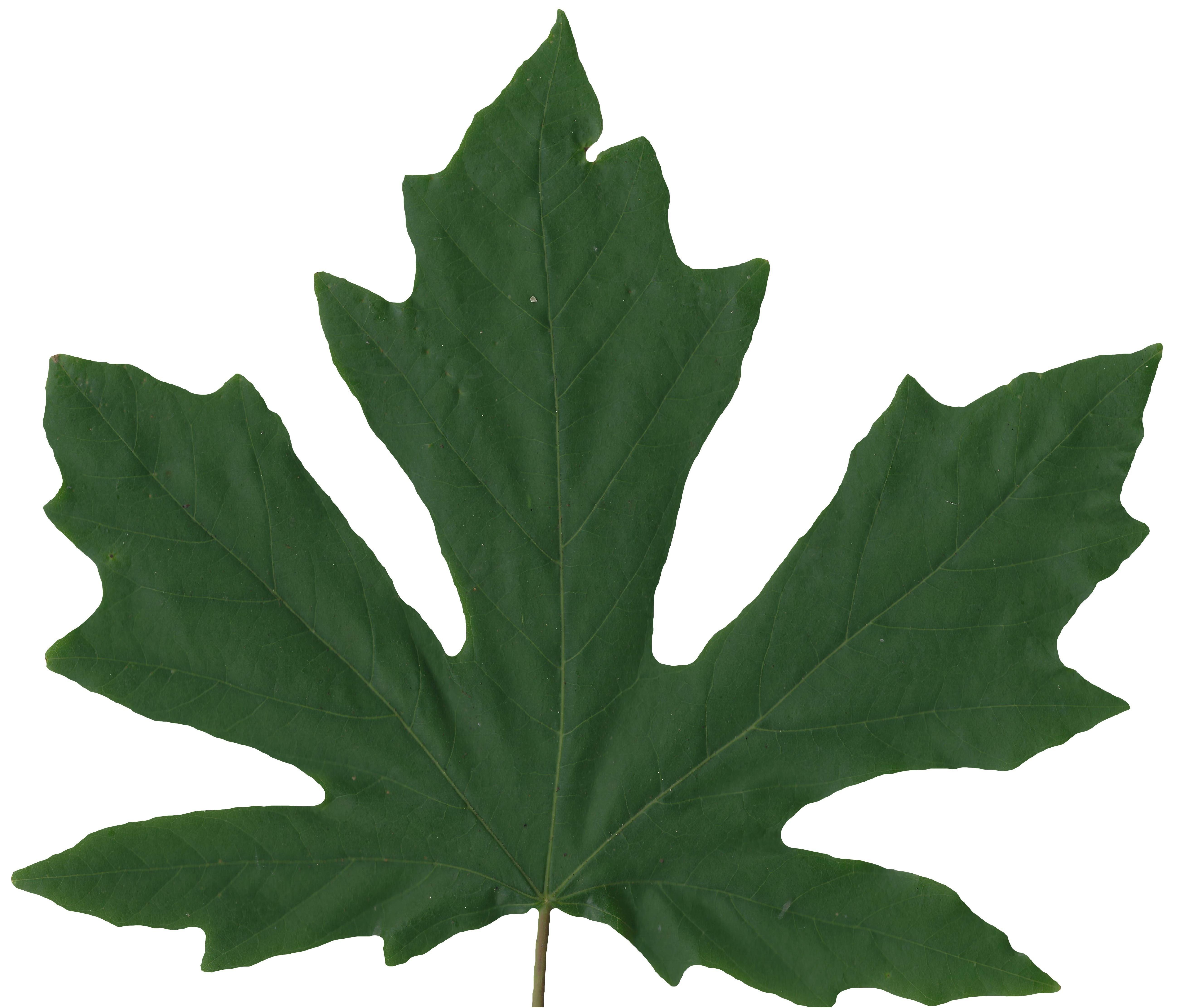 Bigleaf Maple Leaf Texture Pack - 19 Textures Texture_9