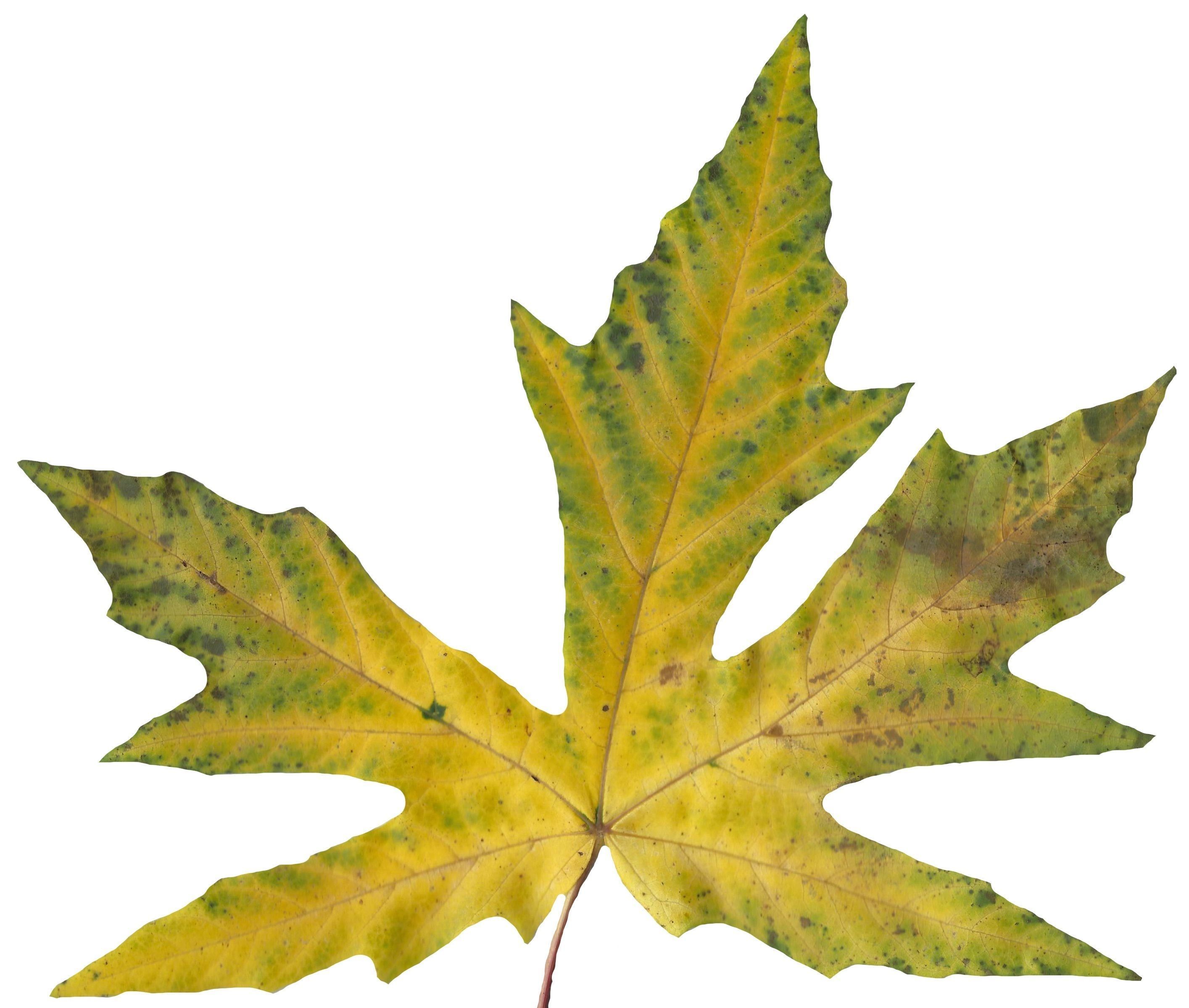 Bigleaf Maple Leaf Texture Pack - 19 Textures Texture_12