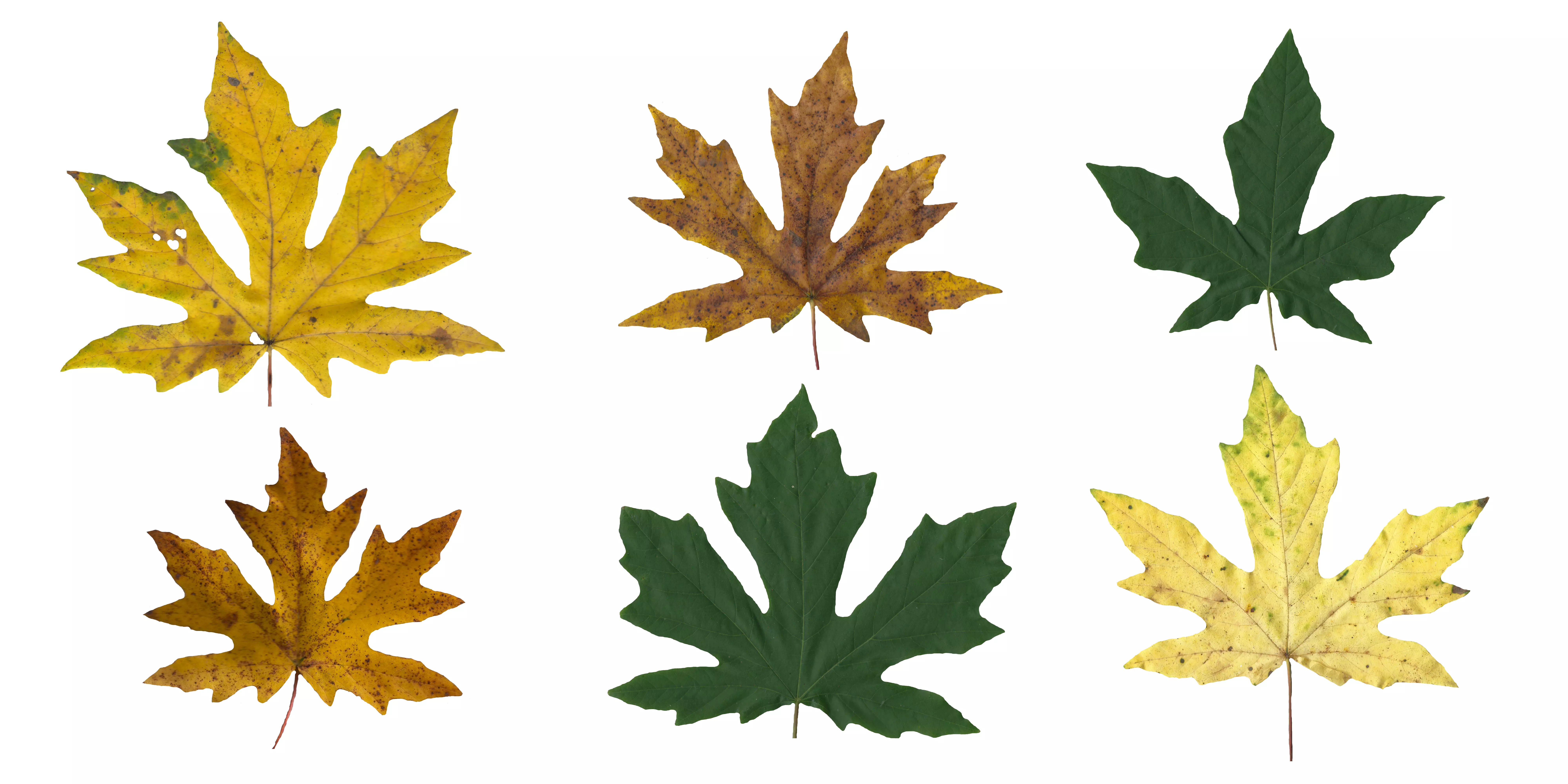 Bigleaf Maple Leaf Texture Pack - 19 Textures Texture_0