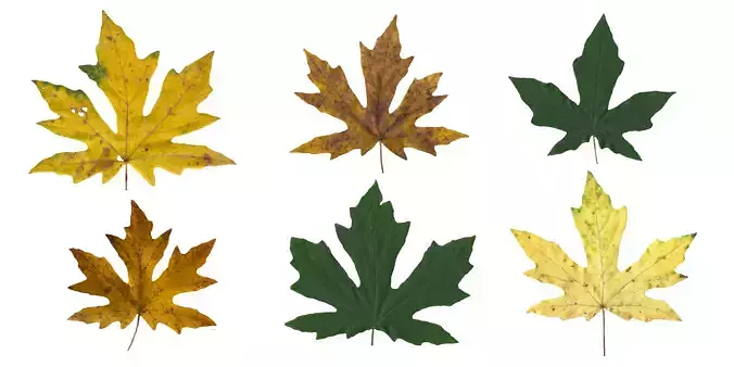 Bigleaf Maple Leaf Texture Pack - 19 Textures Texture