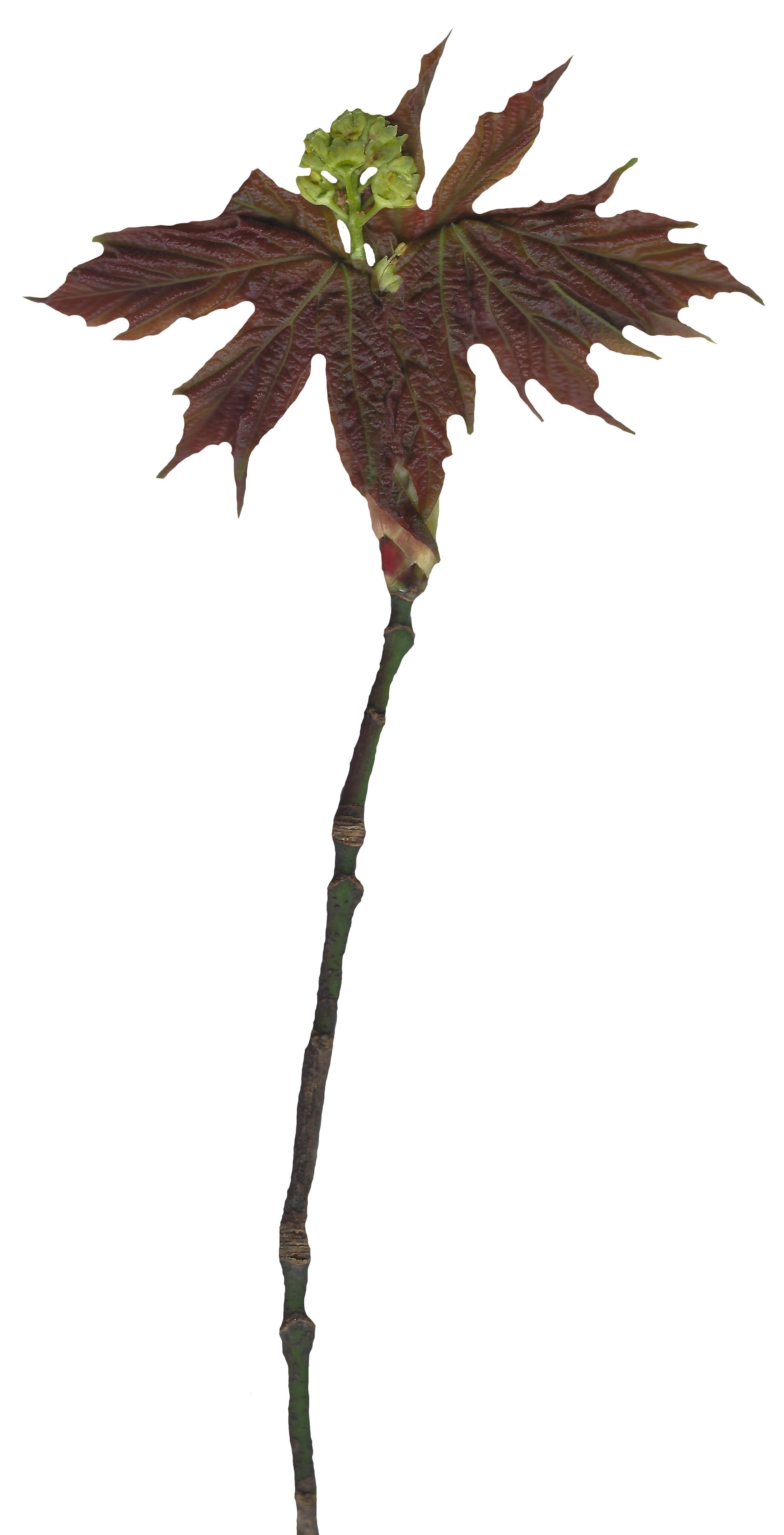 Bigleaf Maple Leaf Texture Pack - 19 Textures Texture_16