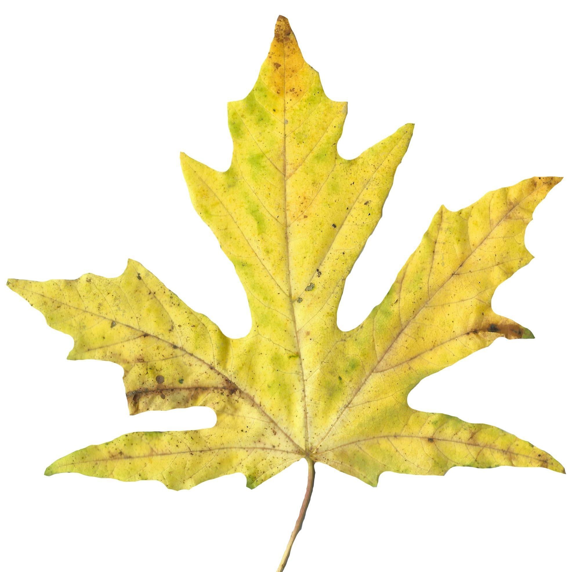 Bigleaf Maple Leaf Texture Pack - 19 Textures Texture_7