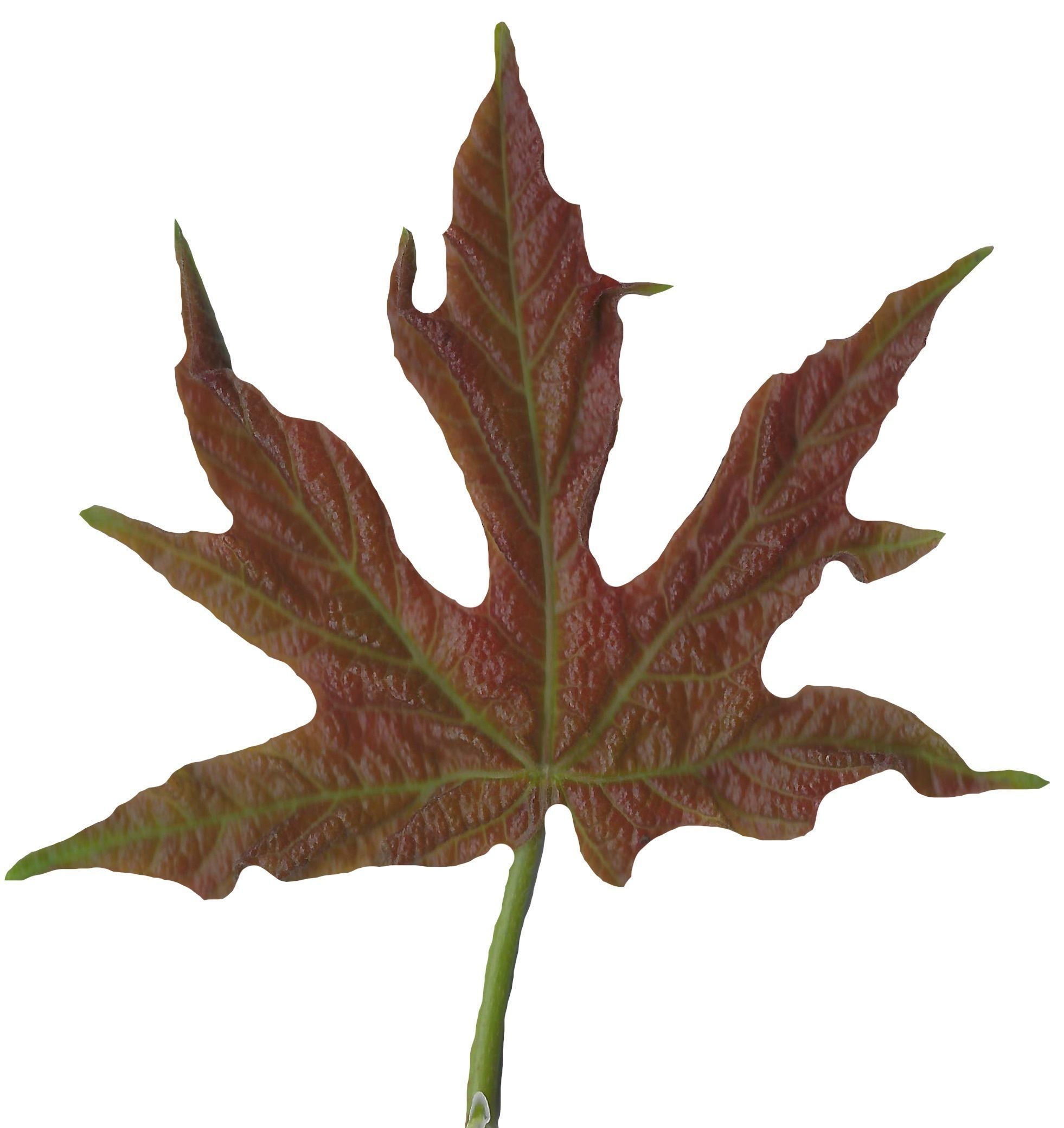 Bigleaf Maple Leaf Texture Pack - 19 Textures Texture_14