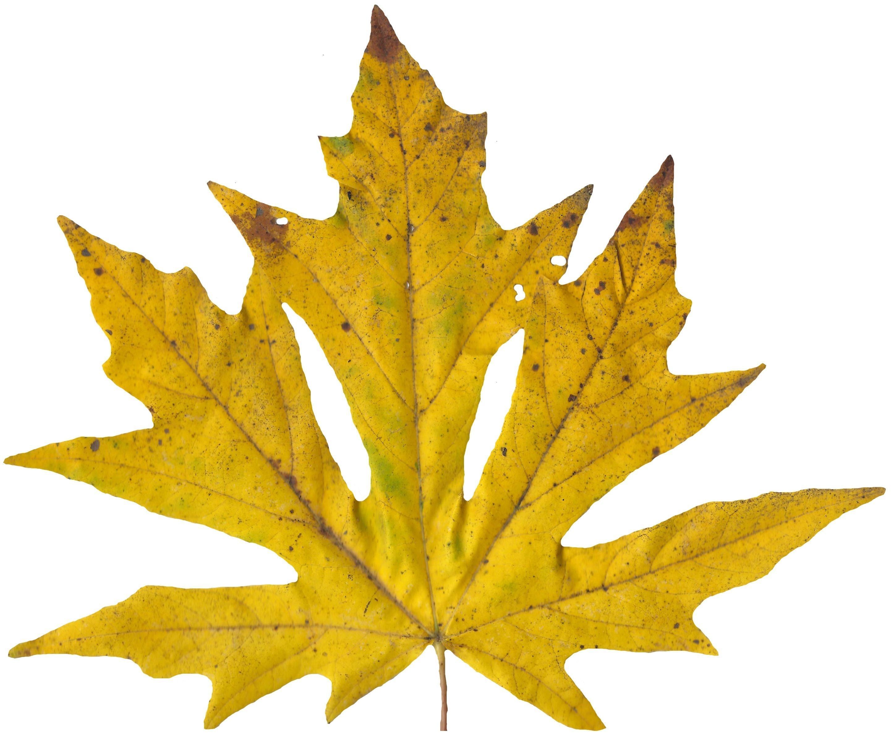Bigleaf Maple Leaf Texture Pack - 19 Textures Texture_4