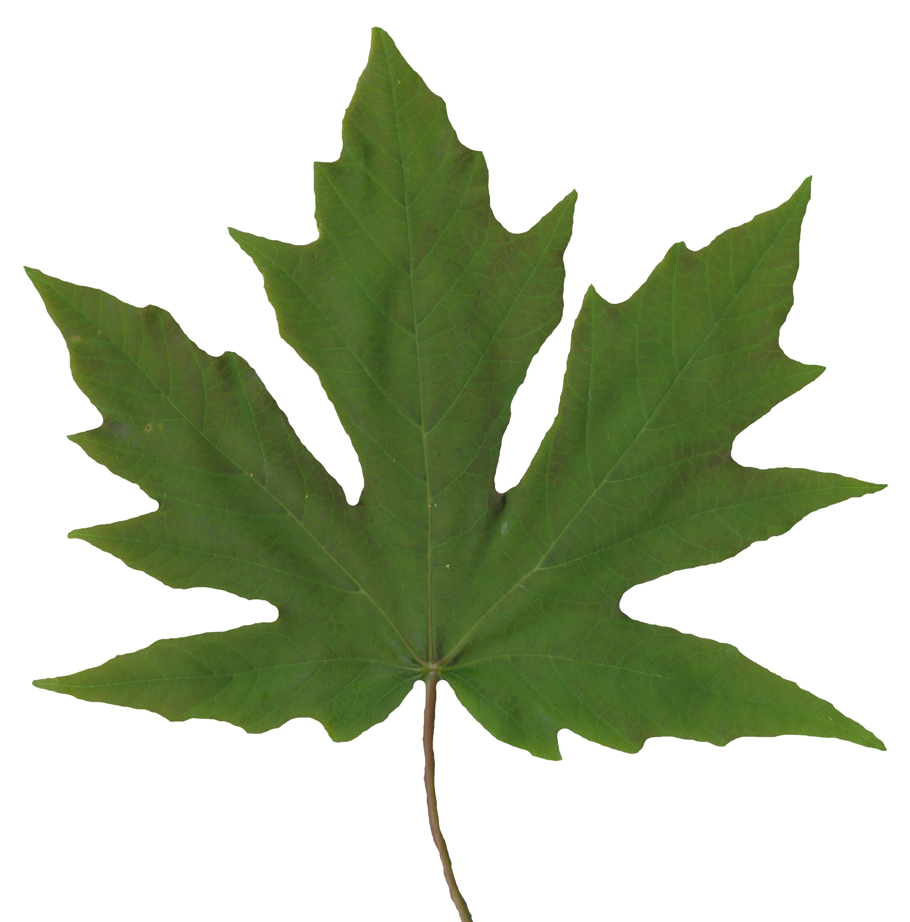 Bigleaf Maple Leaf Texture Pack - 19 Textures Texture_15