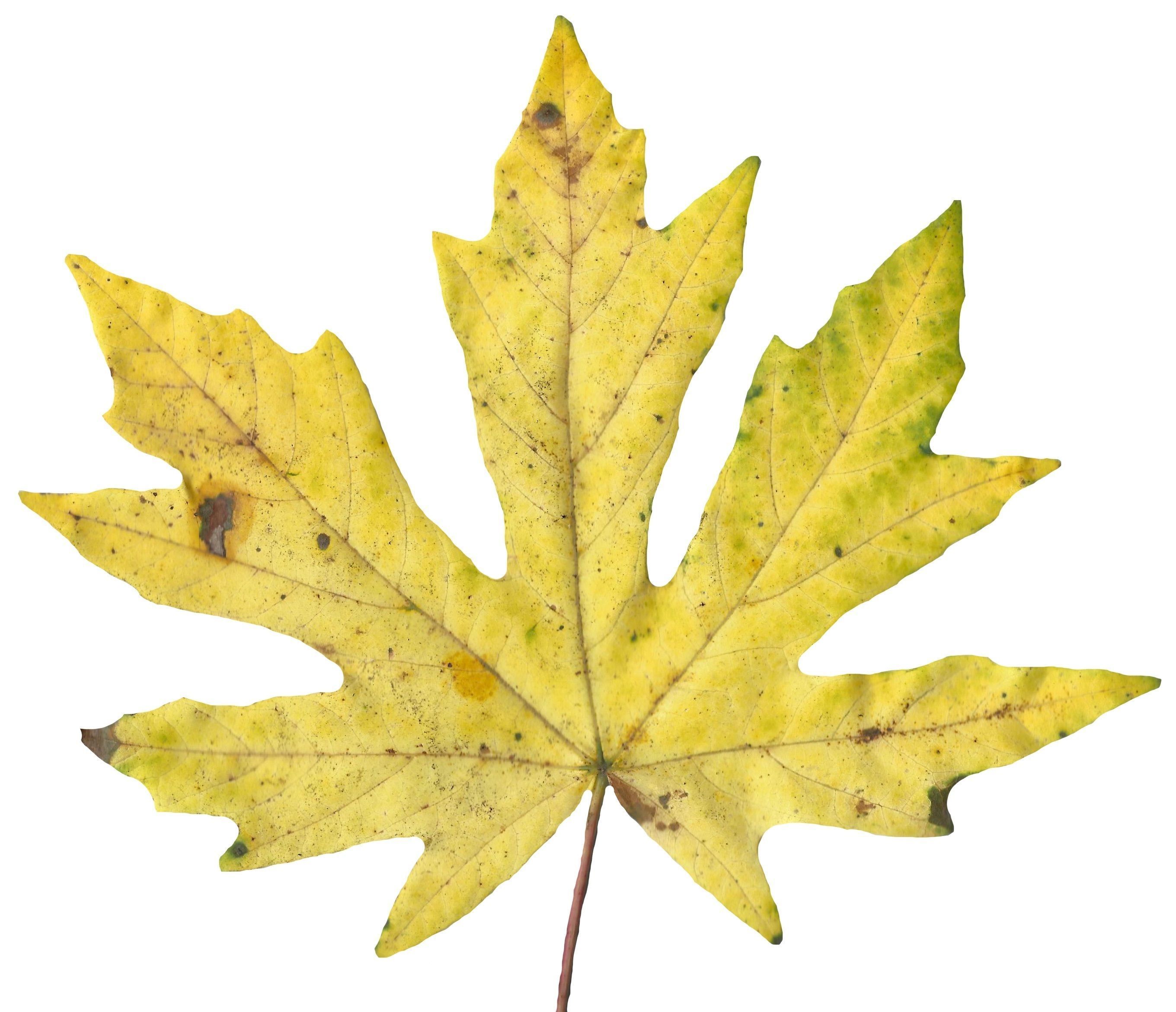 Bigleaf Maple Leaf Texture Pack - 19 Textures Texture_3