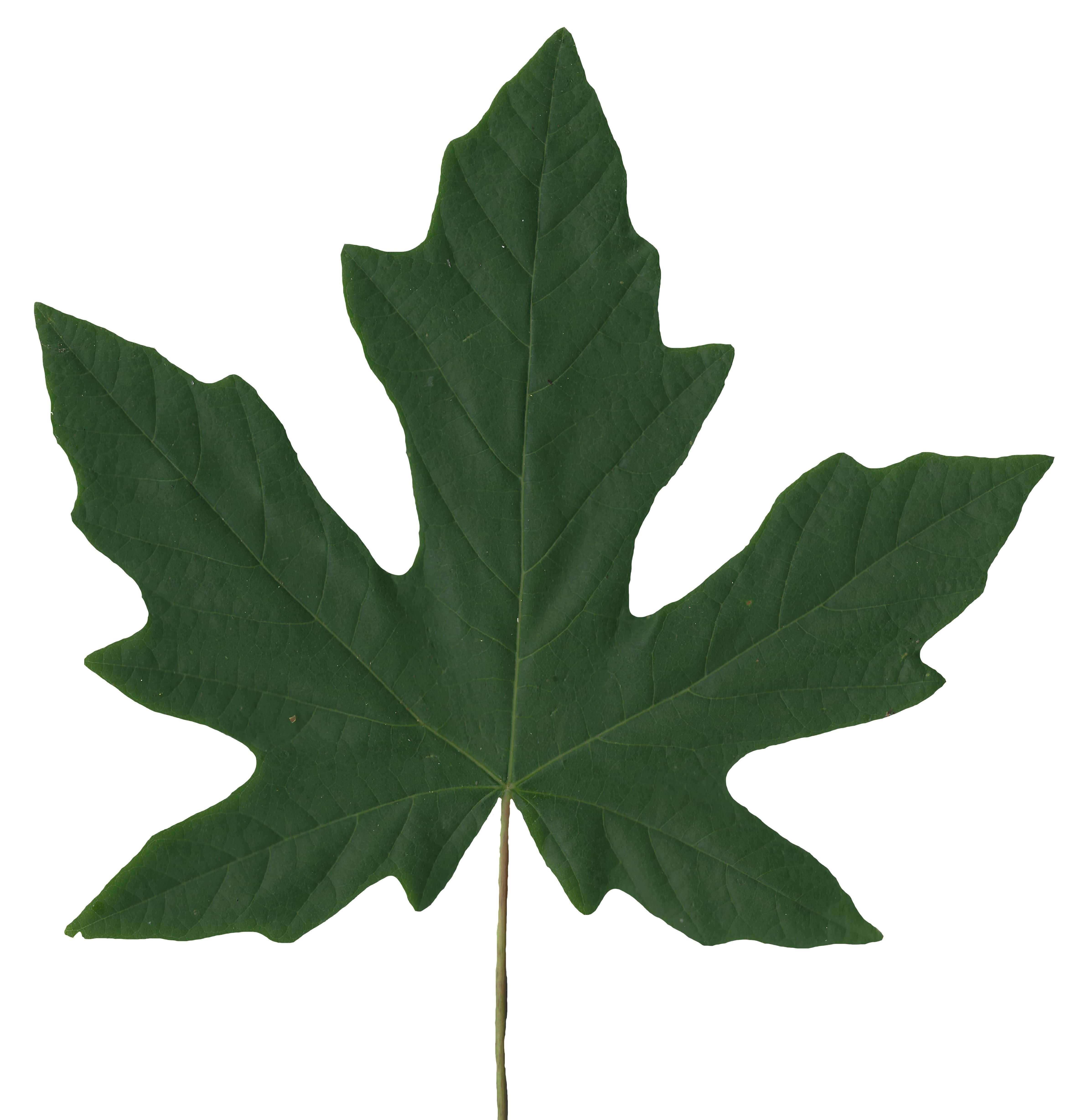 Bigleaf Maple Leaf Texture Pack - 19 Textures Texture_19