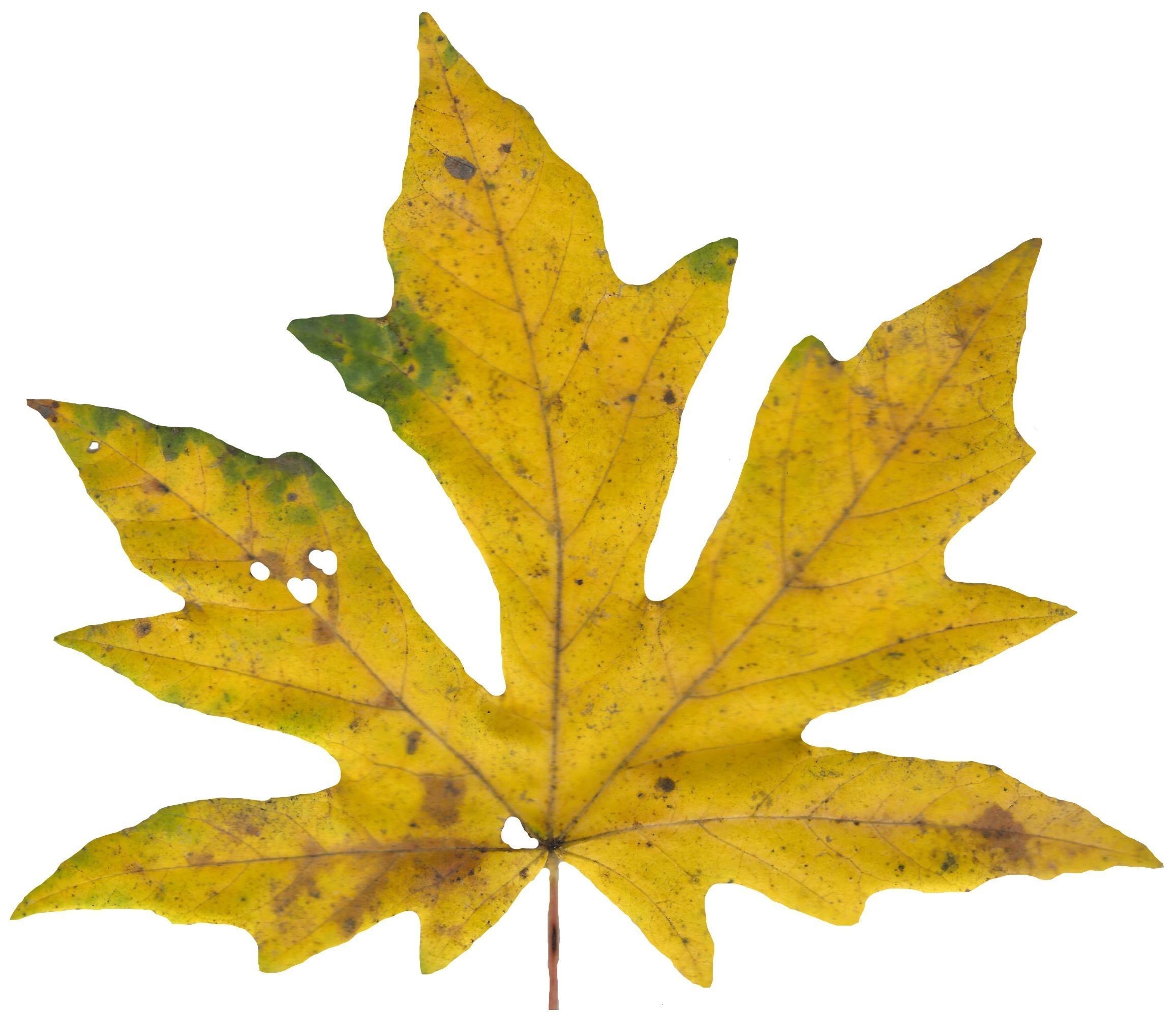 Bigleaf Maple Leaf Texture Pack - 19 Textures Texture_6