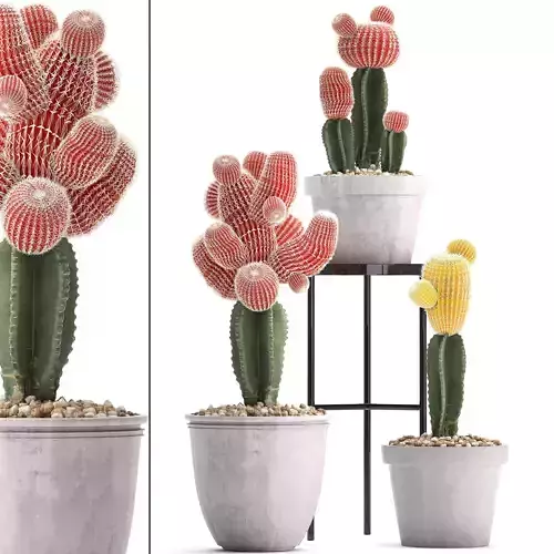 Collection of Exotic Cactus Plants 5
