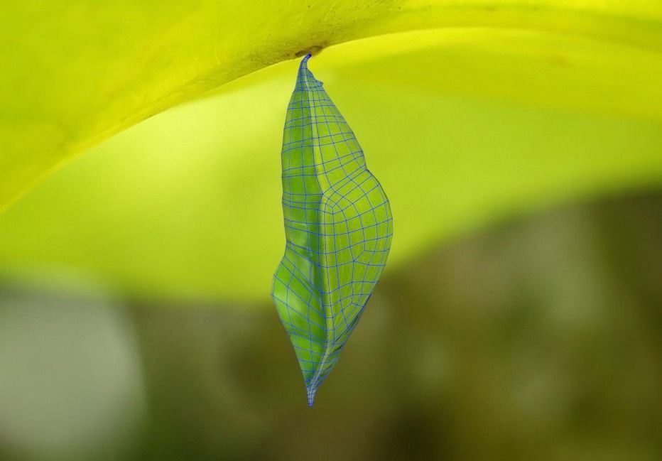 Chrysalis 1 butterfly on leaf Low-poly 3D model_2