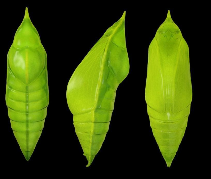 Chrysalis 1 butterfly on leaf Low-poly 3D model_3