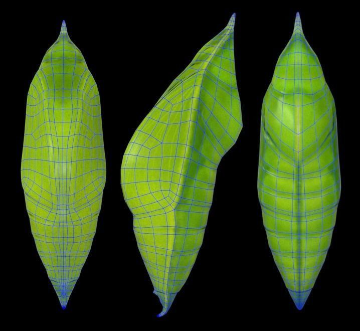 Chrysalis 1 butterfly on leaf Low-poly 3D model_4