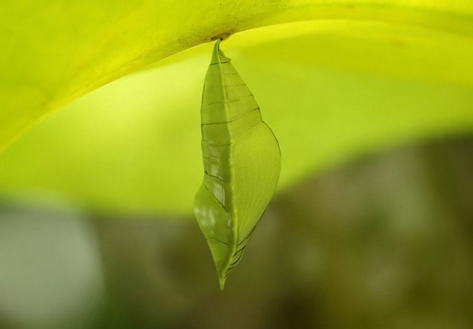 Chrysalis 1 butterfly on leaf Low-poly 3D model_1