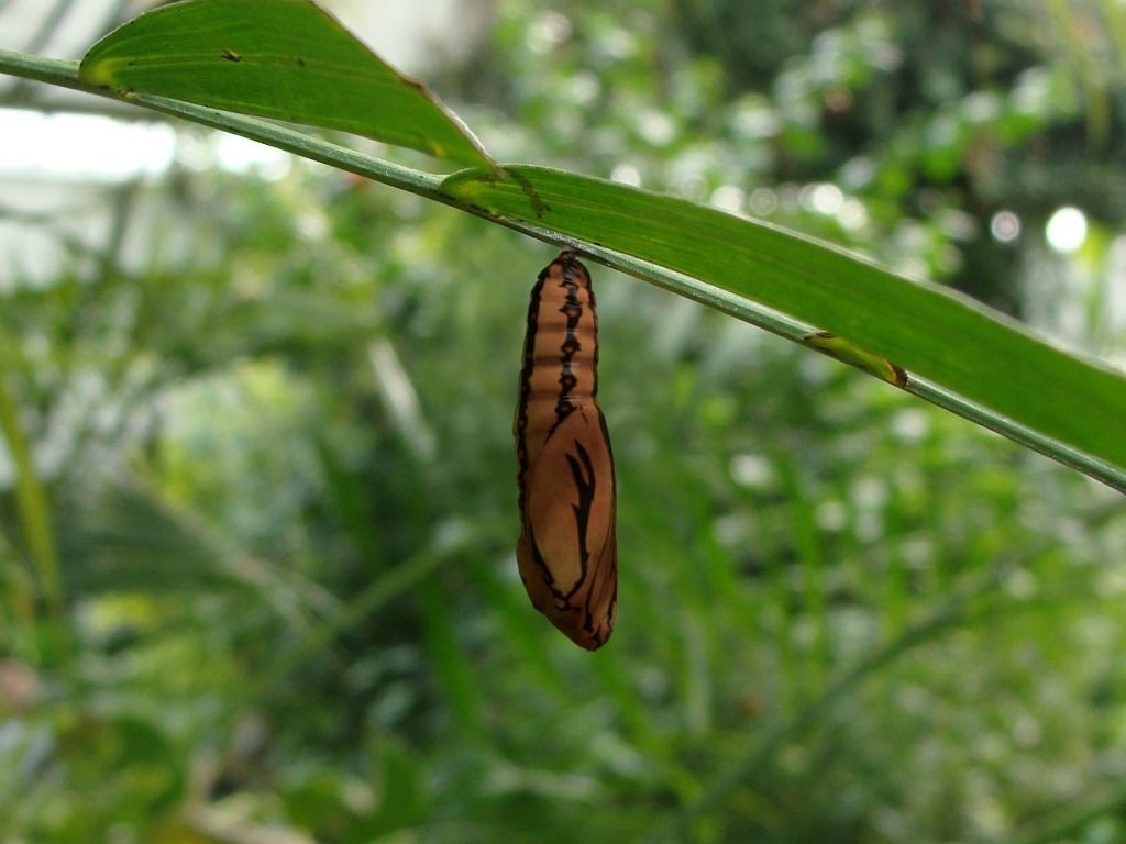 Chrysalis 2 butterfly Low-poly 3D model_1