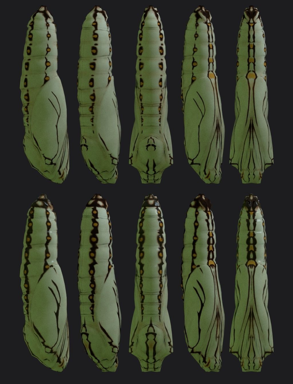 Chrysalis 2 butterfly Low-poly 3D model_3