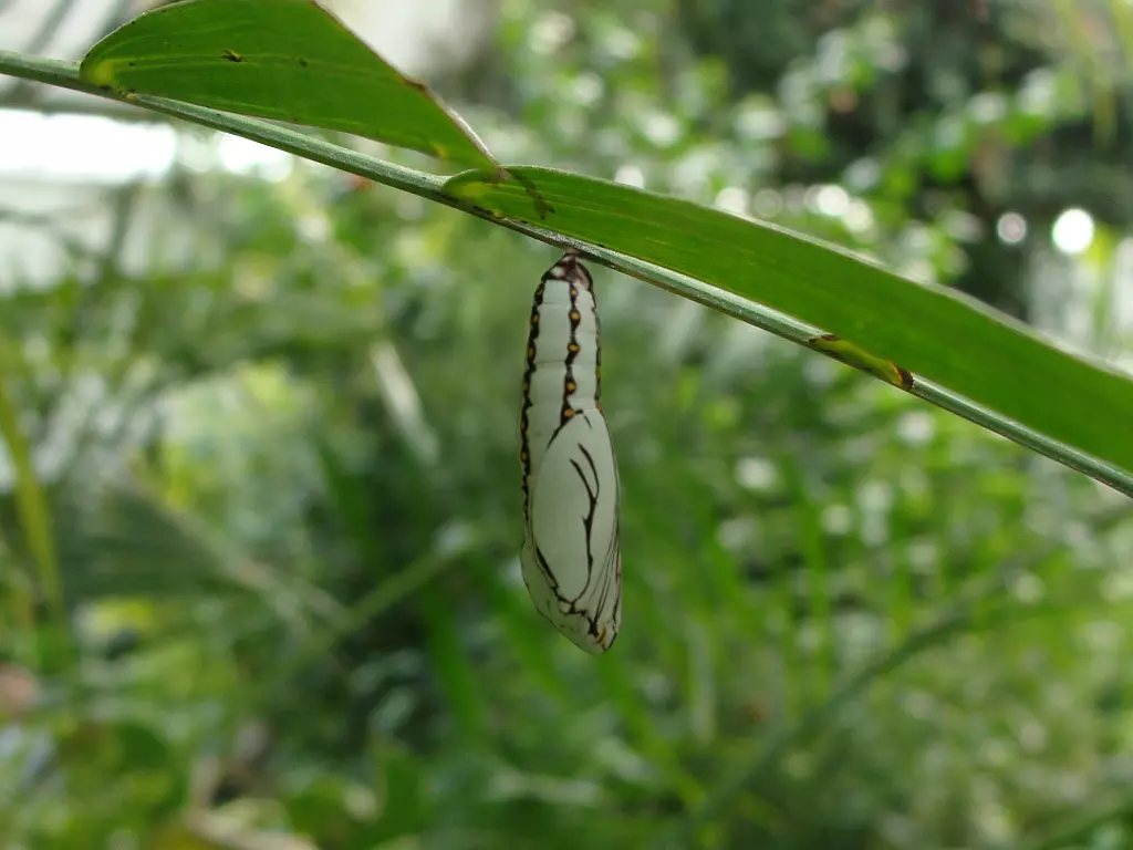 Chrysalis 2 butterfly Low-poly 3D model_0