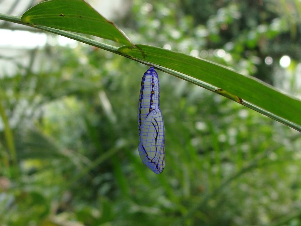 Chrysalis 2 butterfly Low-poly 3D model_2