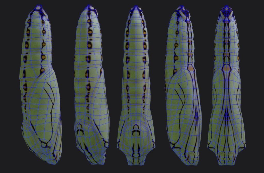 Chrysalis 2 butterfly Low-poly 3D model_6