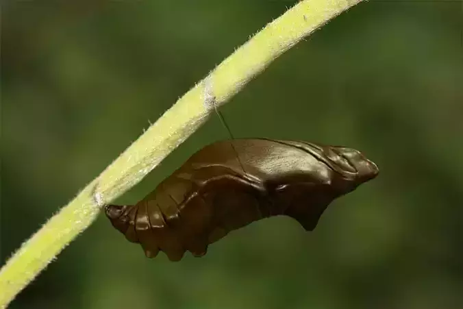Chrysalis 3 caterpillar on stem