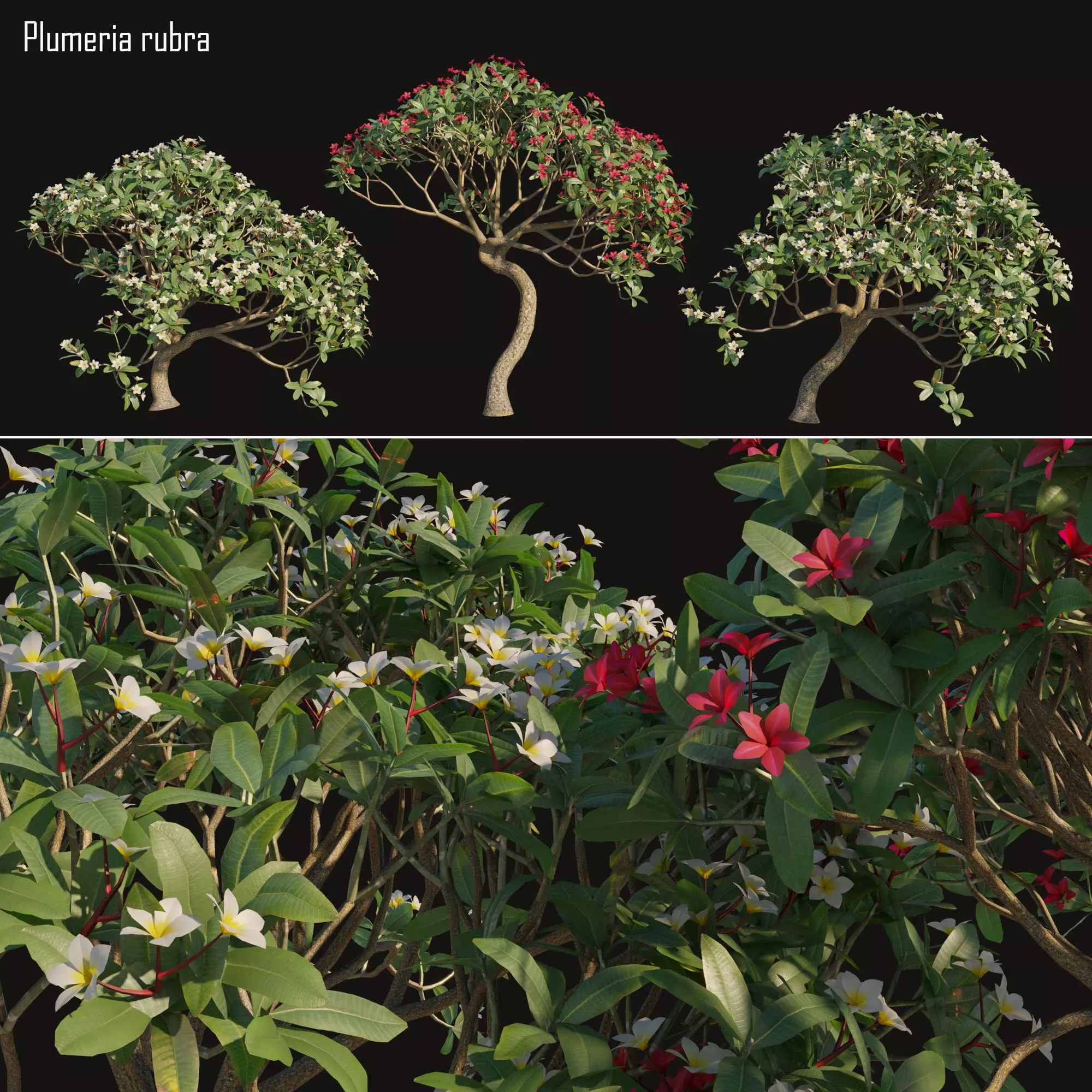 Plumeria rubra 3D model_0