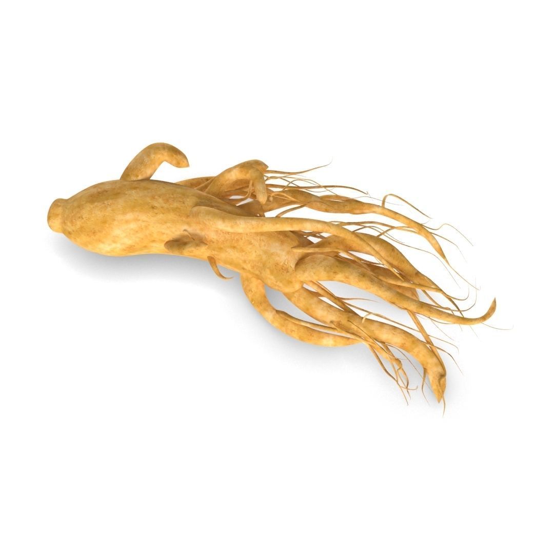 ginseng chinese root 3D model_3