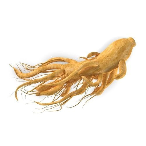 ginseng chinese root 3D model