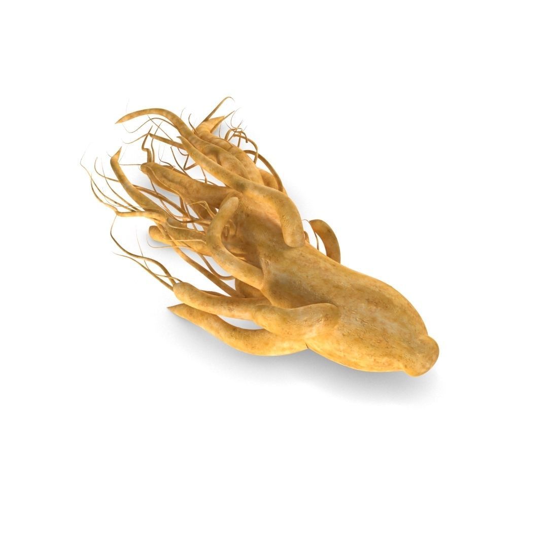 ginseng chinese root 3D model_9