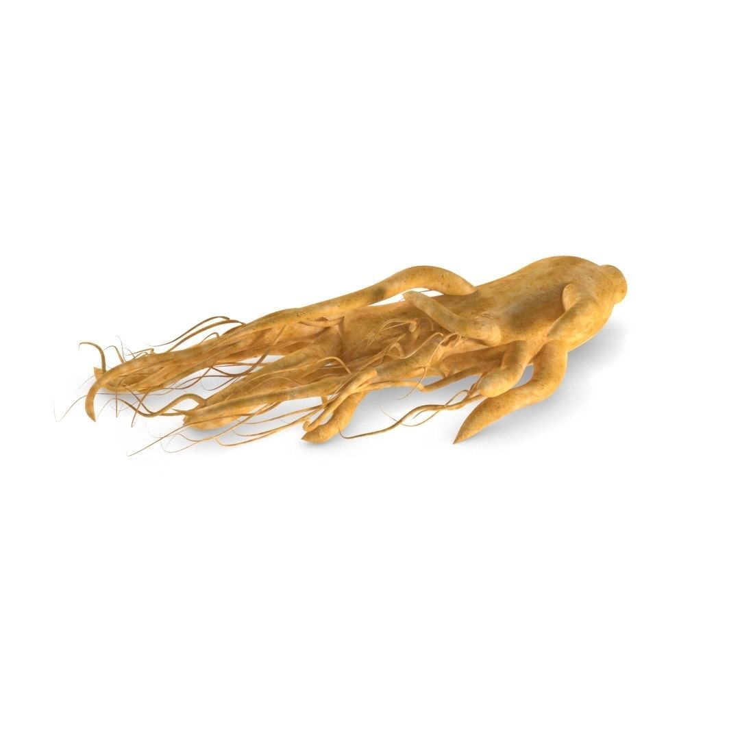 ginseng chinese root 3D model_6