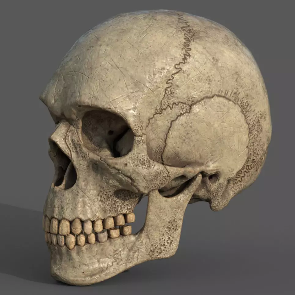 Ancient Skull PBR workflow Low-poly 3D model