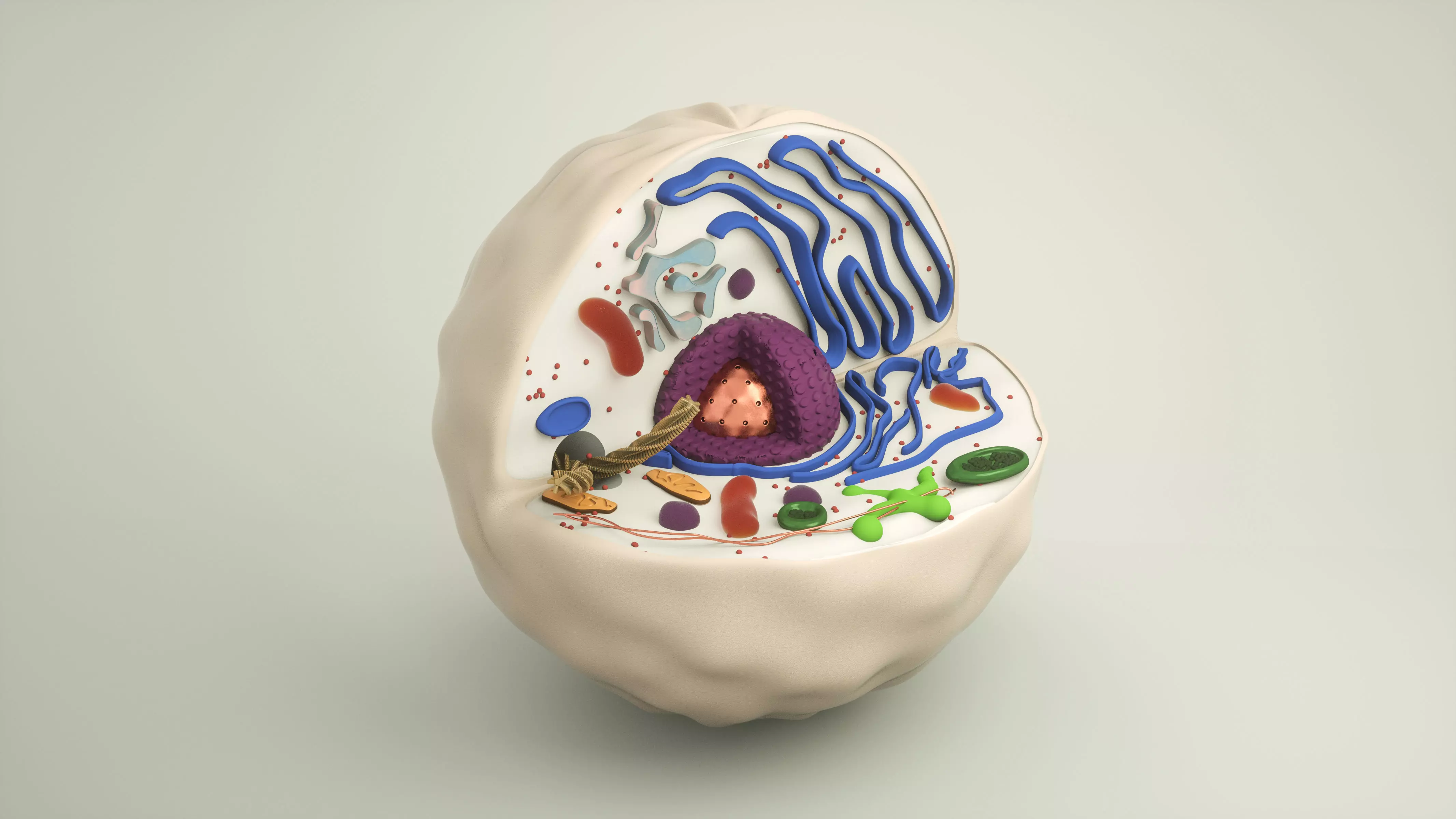 Animal Cell 3D Model 3D model_0