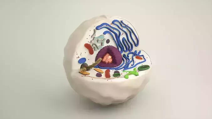 Animal Cell 3D Model 3D model