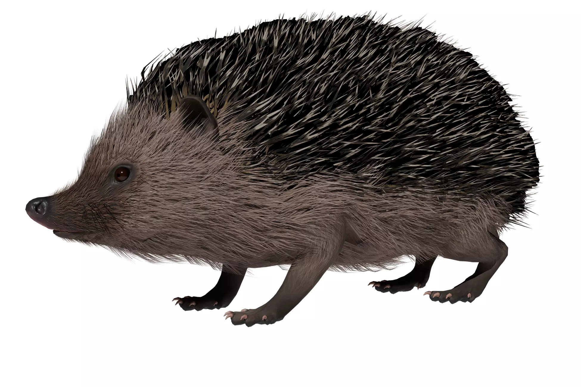 Hedgehog Low-poly 3D model_0