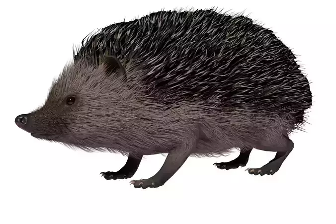 Hedgehog Low-poly 3D model