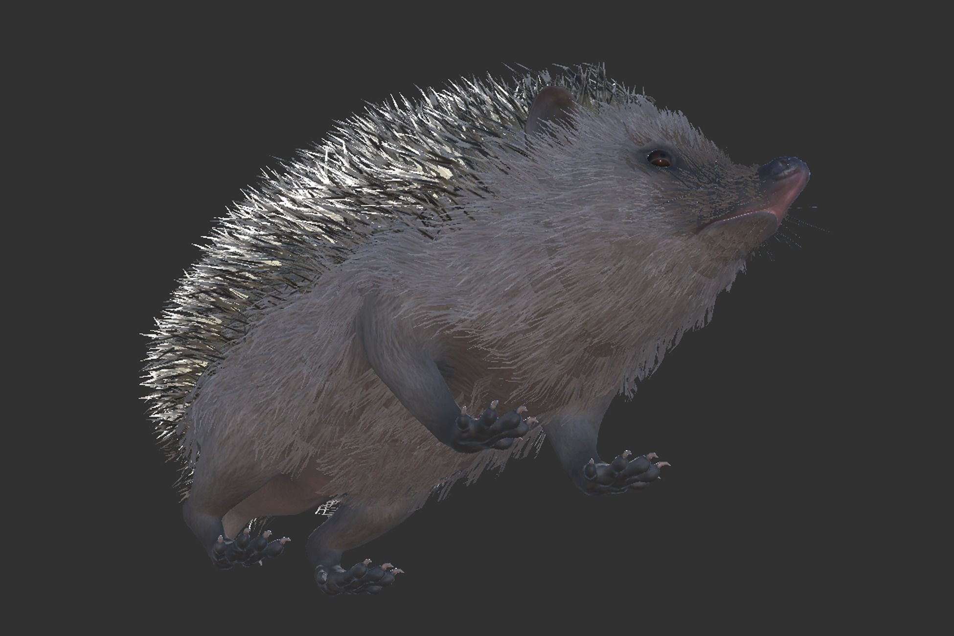 Hedgehog Low-poly 3D model_5