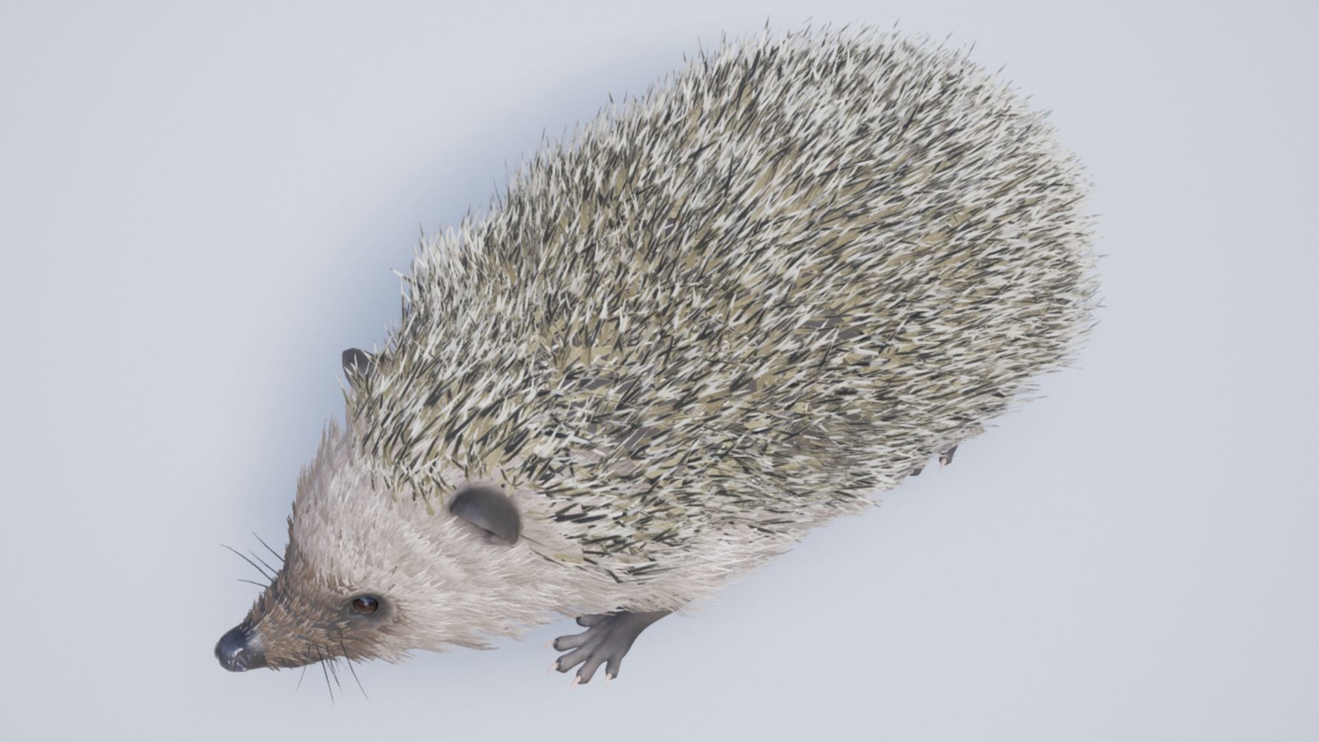 Hedgehog Low-poly 3D model_10