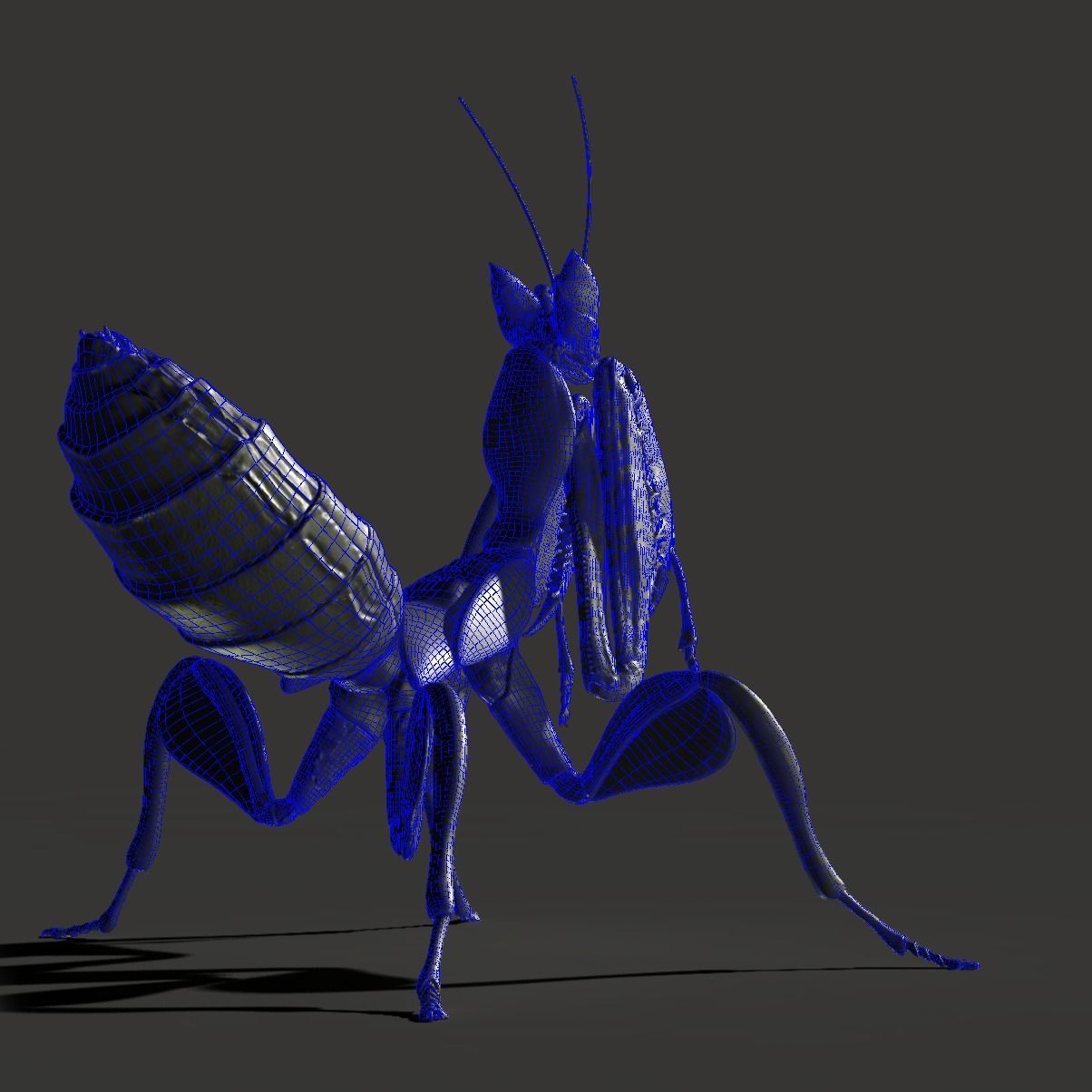  Orchid Mantis Nymph 3D model_11