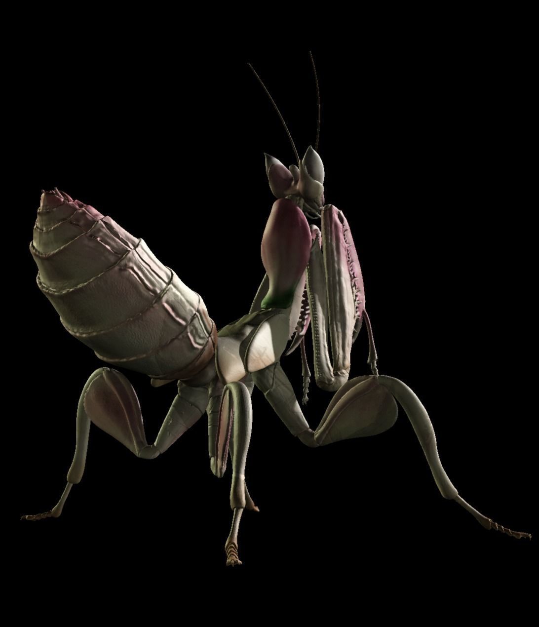  Orchid Mantis Nymph 3D model_6