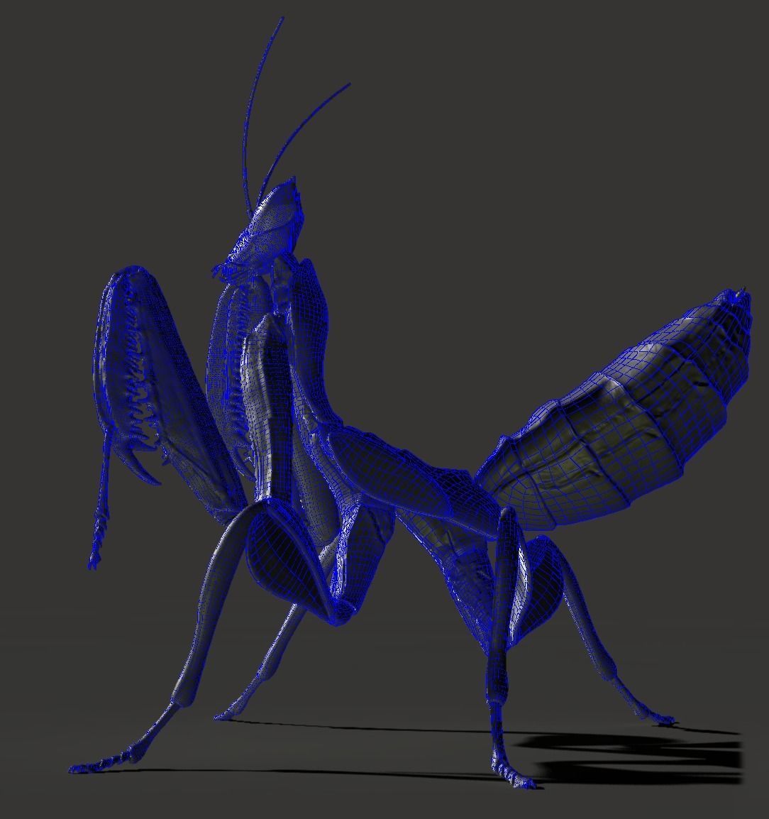  Orchid Mantis Nymph 3D model_9
