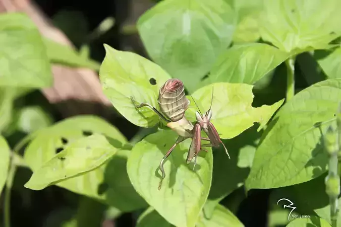  Orchid Mantis Nymph 3D model