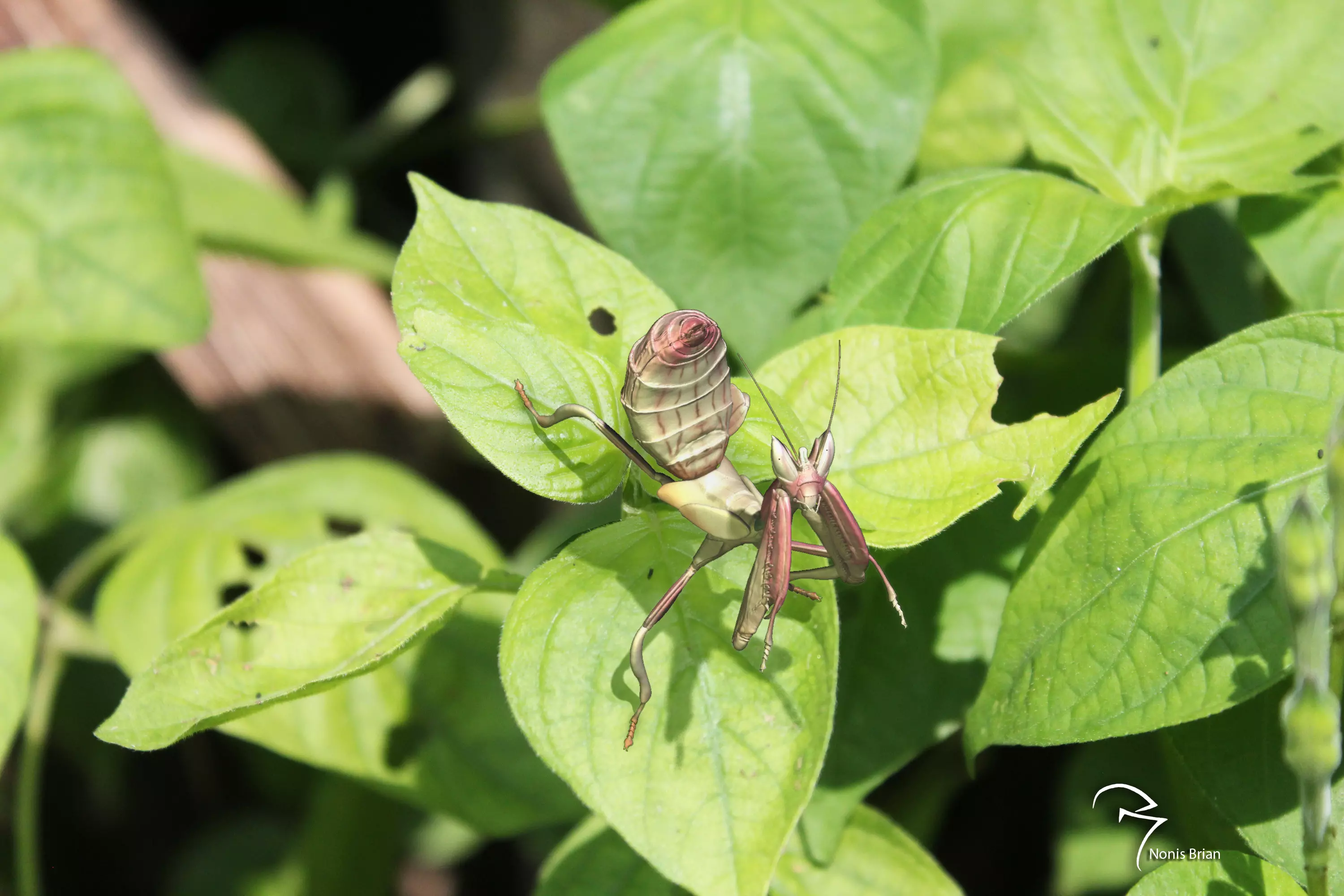  Orchid Mantis Nymph 3D model_0