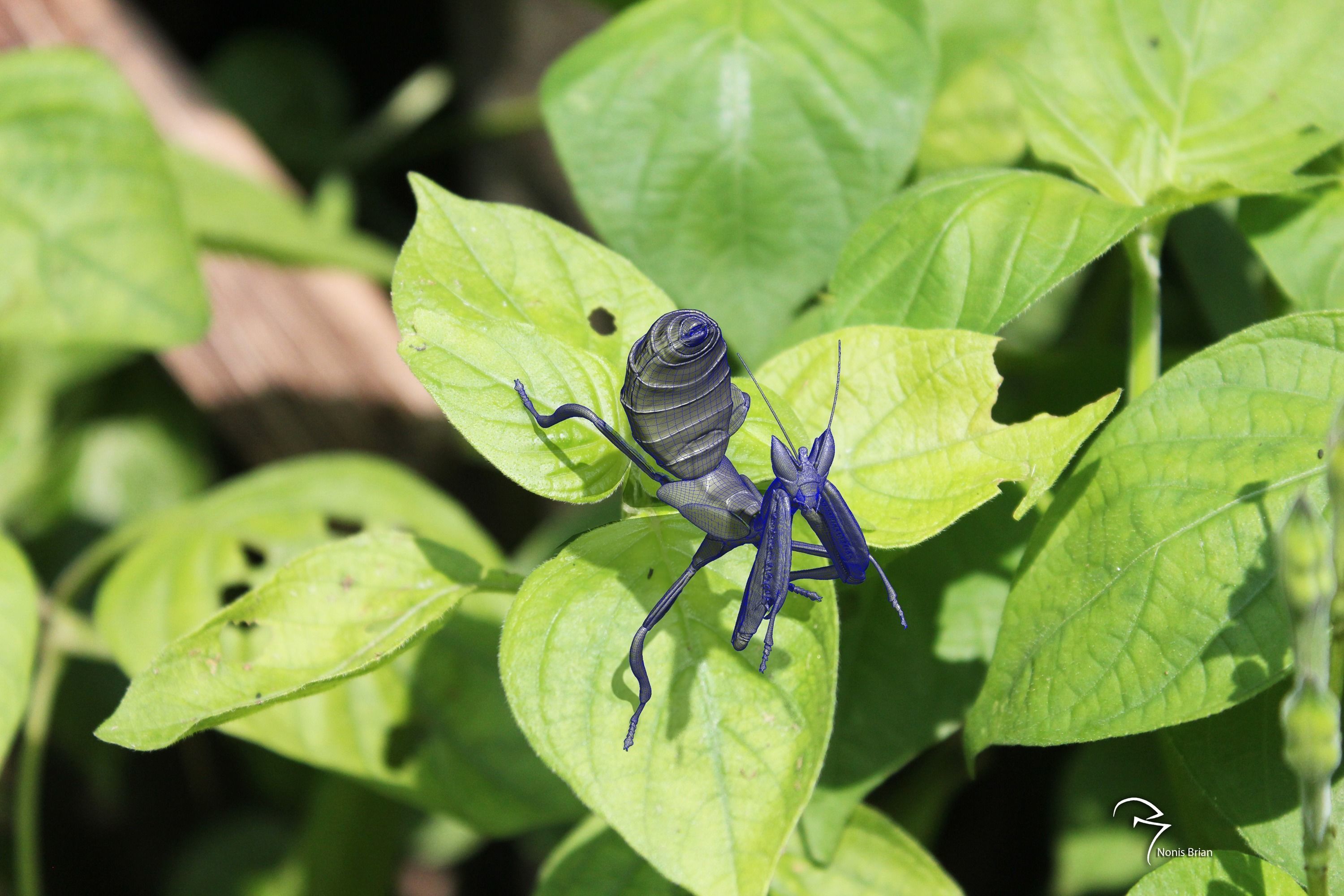  Orchid Mantis Nymph 3D model_1