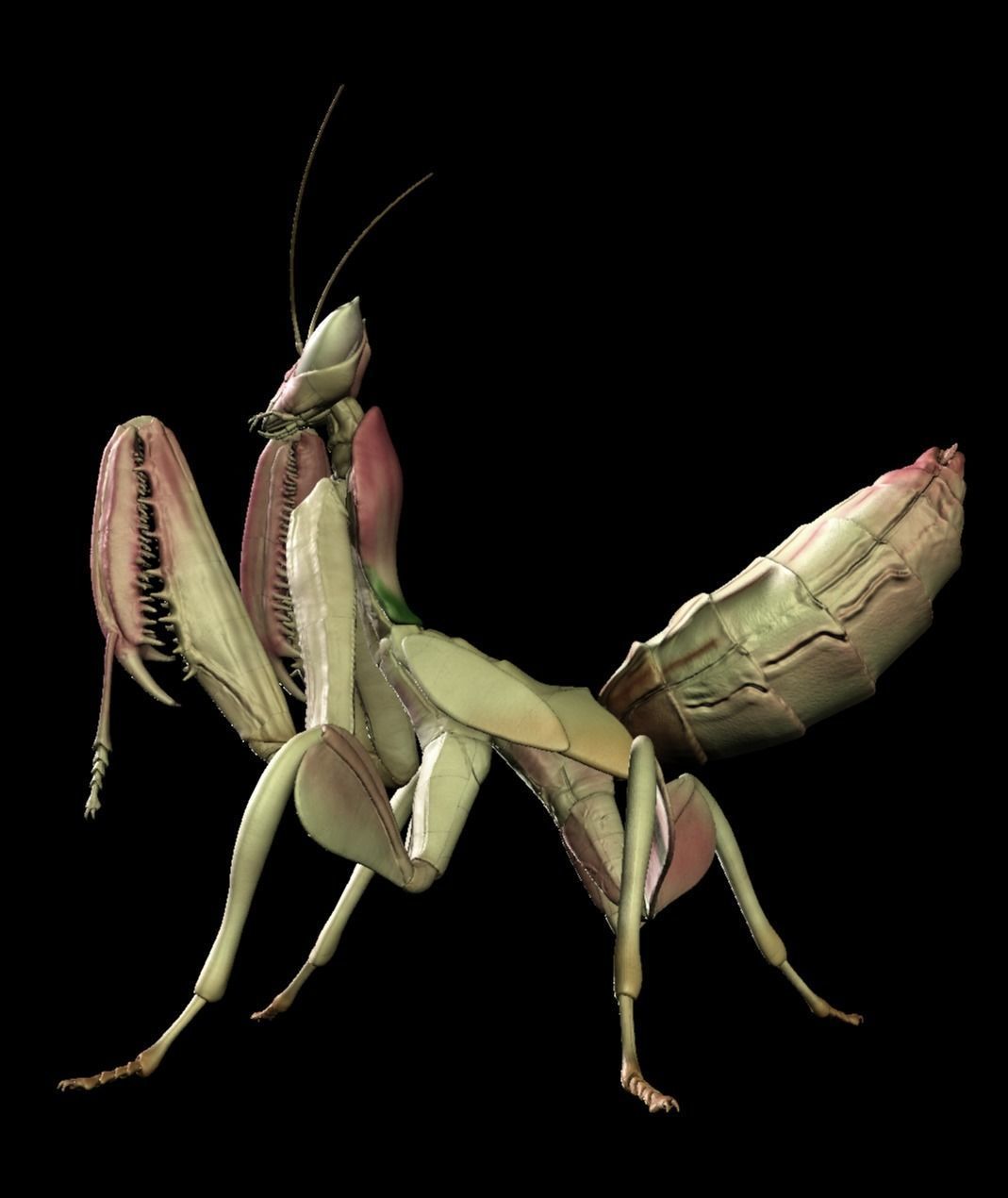  Orchid Mantis Nymph 3D model_4