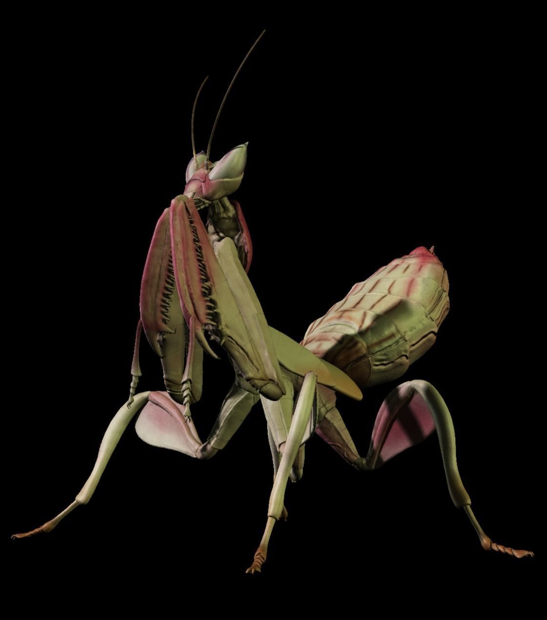  Orchid Mantis Nymph 3D model_3