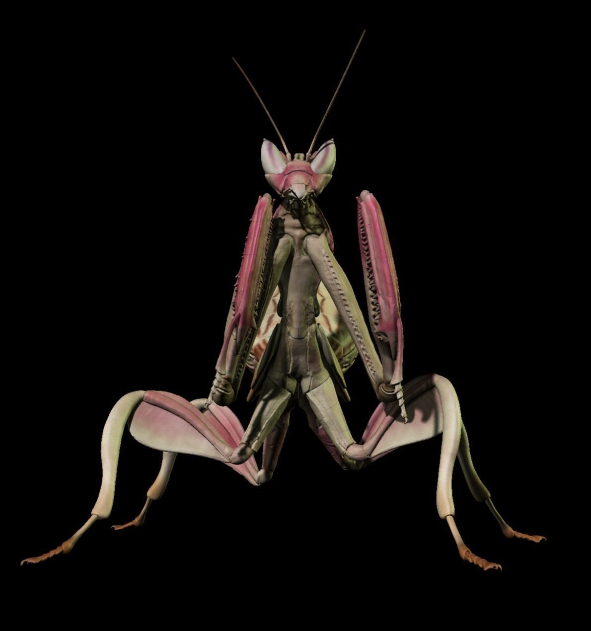  Orchid Mantis Nymph 3D model_2