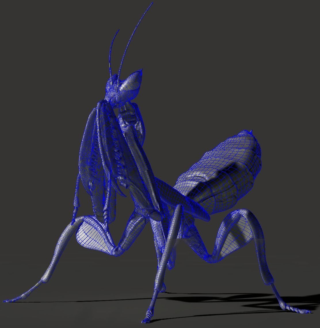 Orchid Mantis Nymph 3D model_8