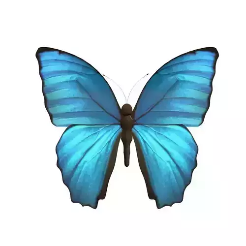 Butterfly Model